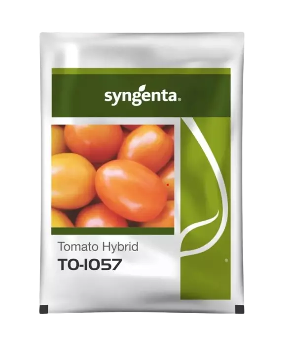 Hybrid Tomato TO 1057 Seeds by Sygenta