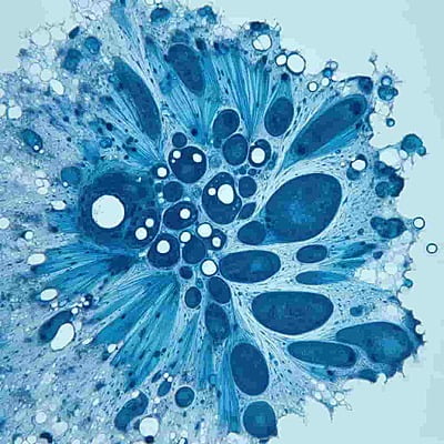 Toluidine Blue for Microscopy 25 gm CAS #