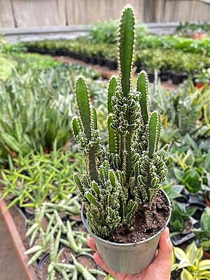 Tower Cactus Tower Cactus