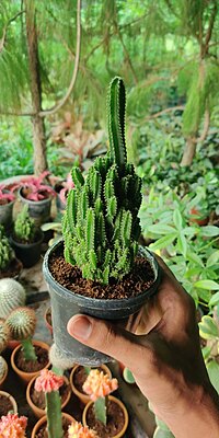 Tower Cactus Tower Cactus