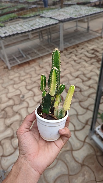 Tower Cactus Tower Cactus