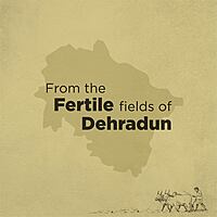 Traditional Basmati Rice