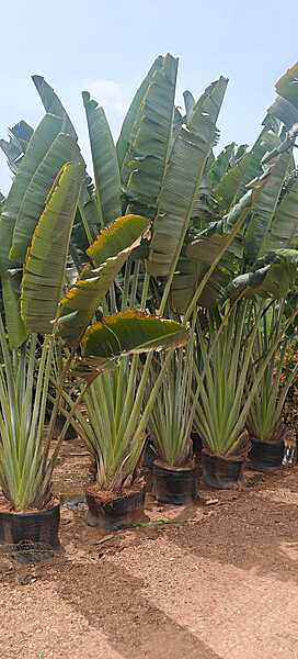 Travellers Palm