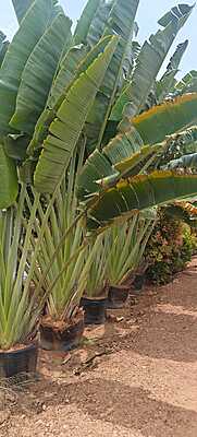 Travellers Palm