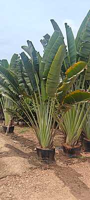 Travellers Palm