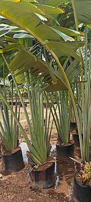 Travellers Palm