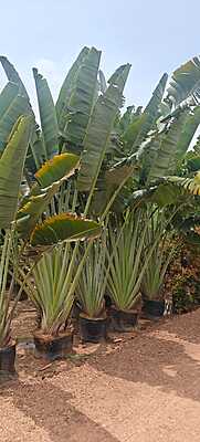 Travellers Palm