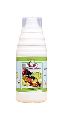 Tulip by Phytotron Agro Products