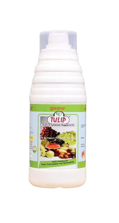 Tulip by Phytotron Agro Products