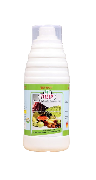 Tulip by Phytotron Agro Products