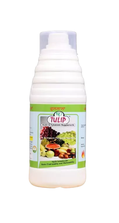 Tulip by Phytotron Agro Products