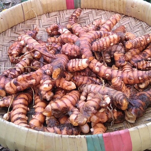 Organic Whole Fresh Turmeric