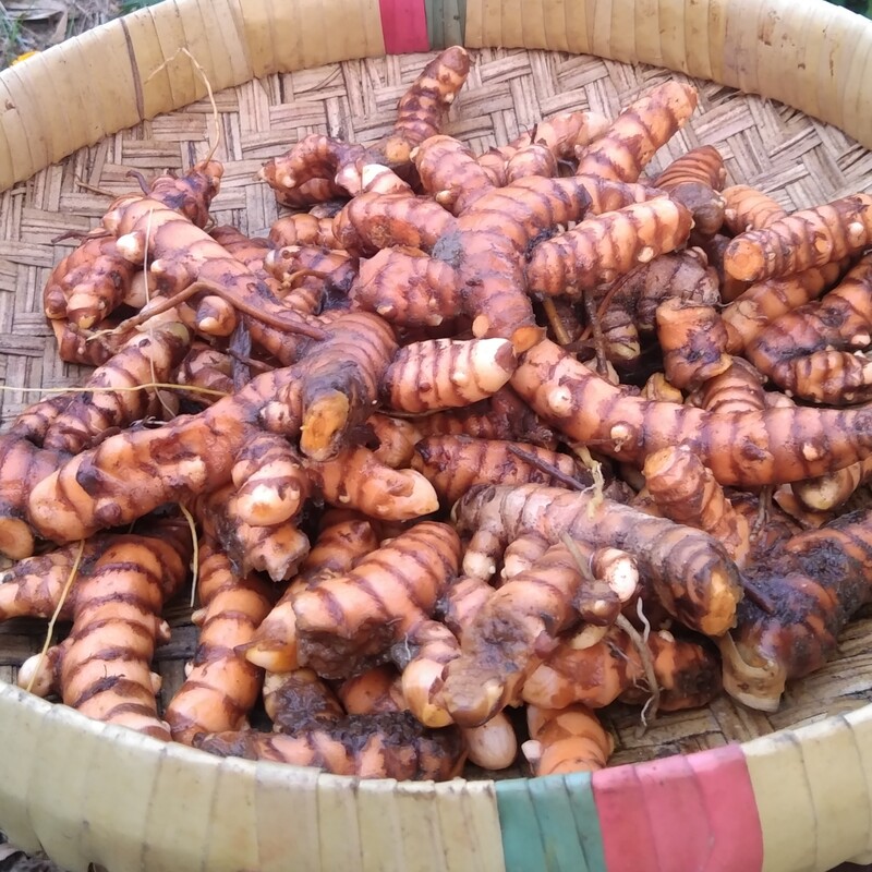 Organic Whole Fresh Turmeric
