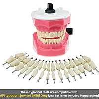 API Typodonts Individual B561 – Adult Size