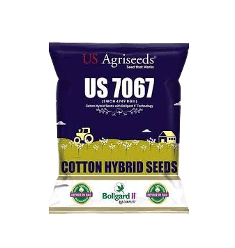 US Hybrid Cotton Seeds 7067 BG II (SWCH 4749 BG II)