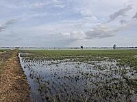 Flood & Excess Rainfall Coverage