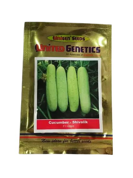 United Genetics Cucumber Shivalik F1-25gm