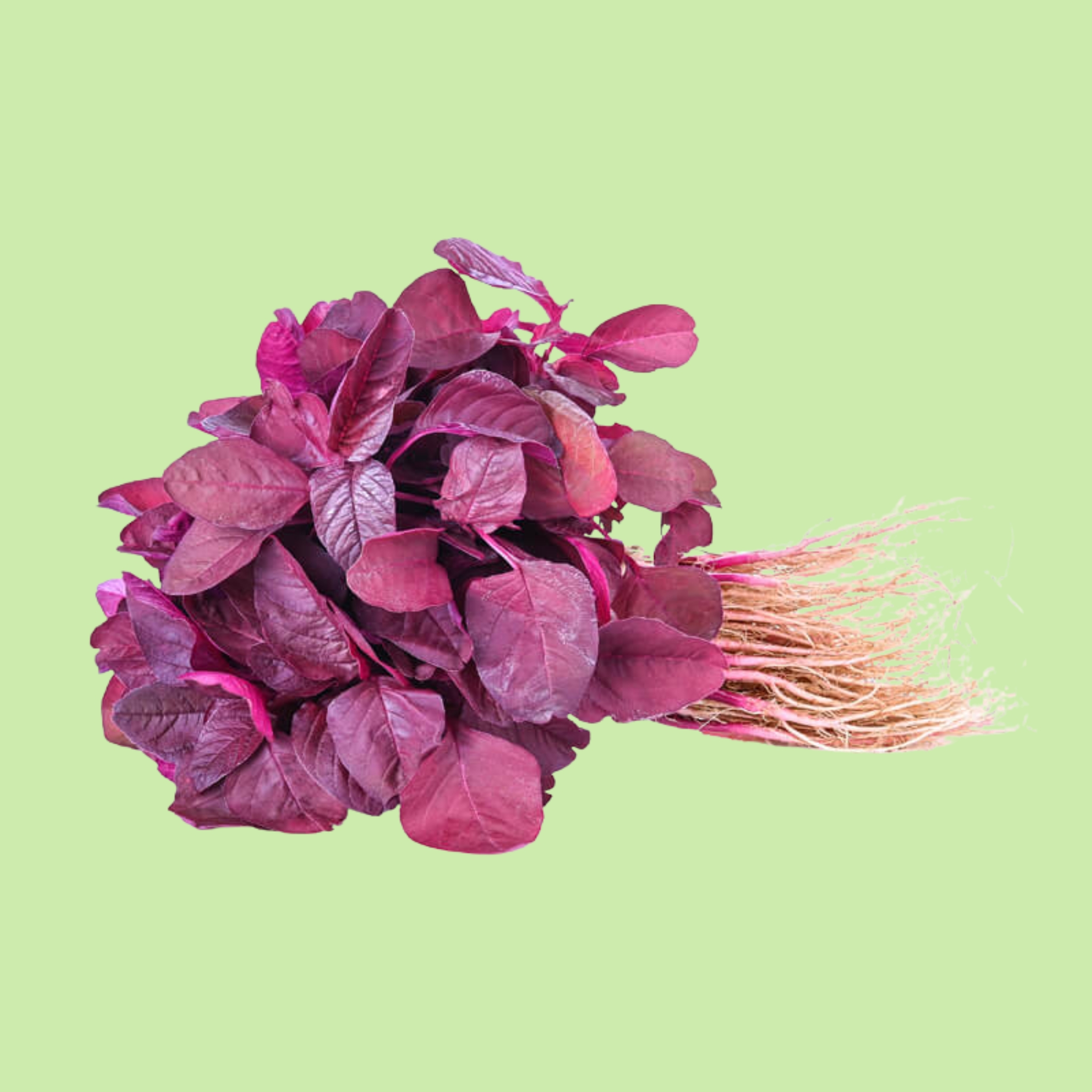 Amaranth Red - 200g