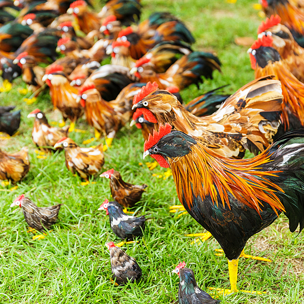 Country Chicken (Desi Murgi) Export Analysis Report 2026 Country Chicken (Desi Murgi) Export Analysis Report 2026