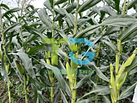 Hybrid Sweet Corn TG-Golden Sweet