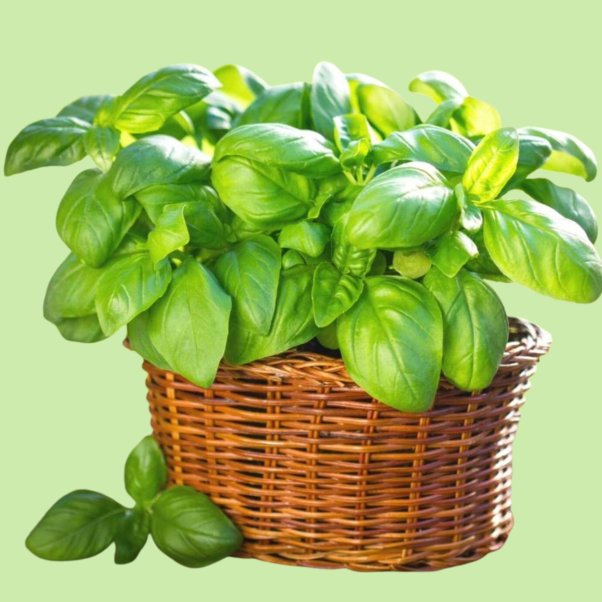 Basil Italian -  50g