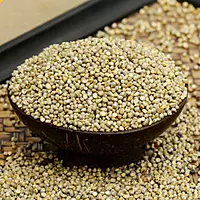 Pearl Millet (Sajja,Bajra)