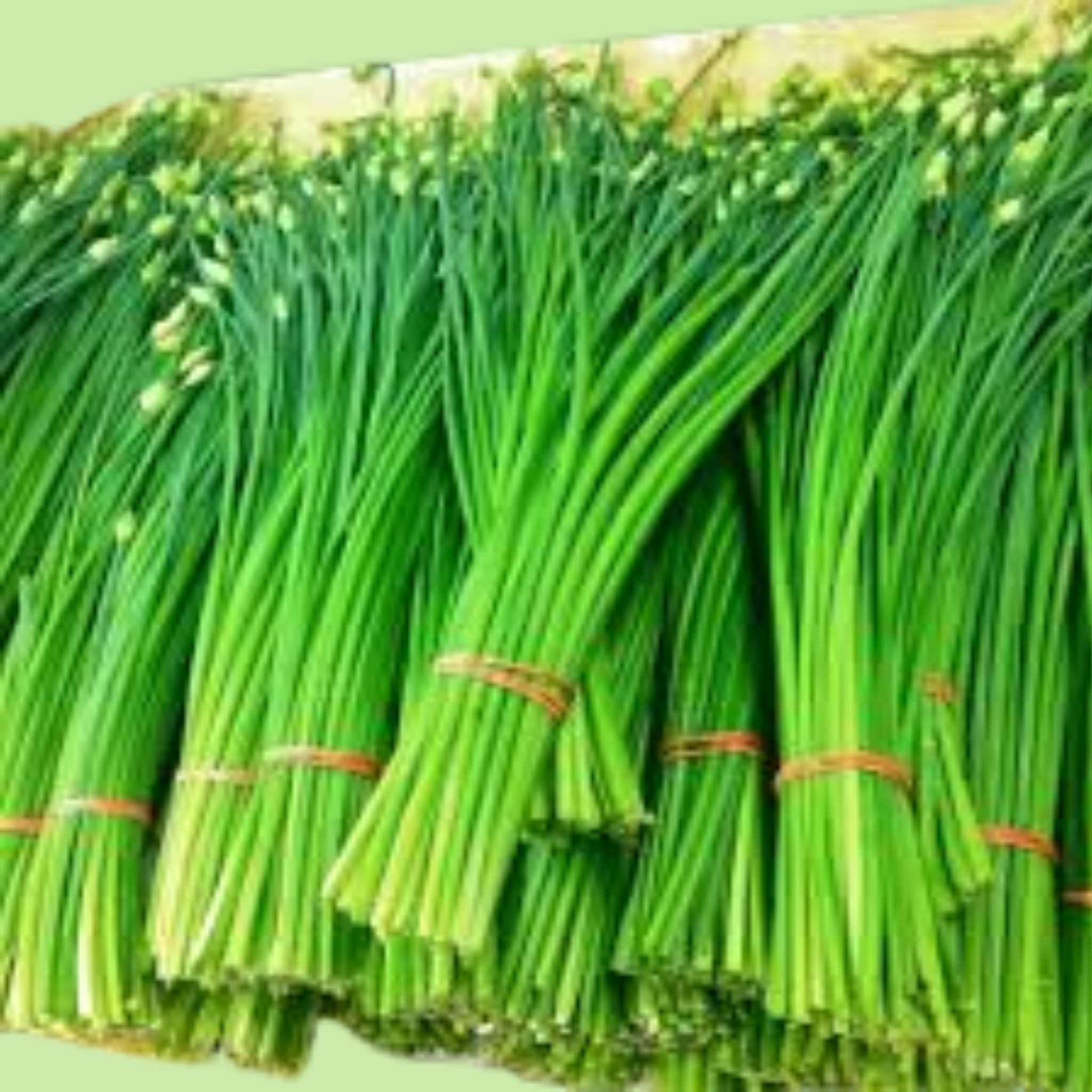 Chives Garlic - 10g