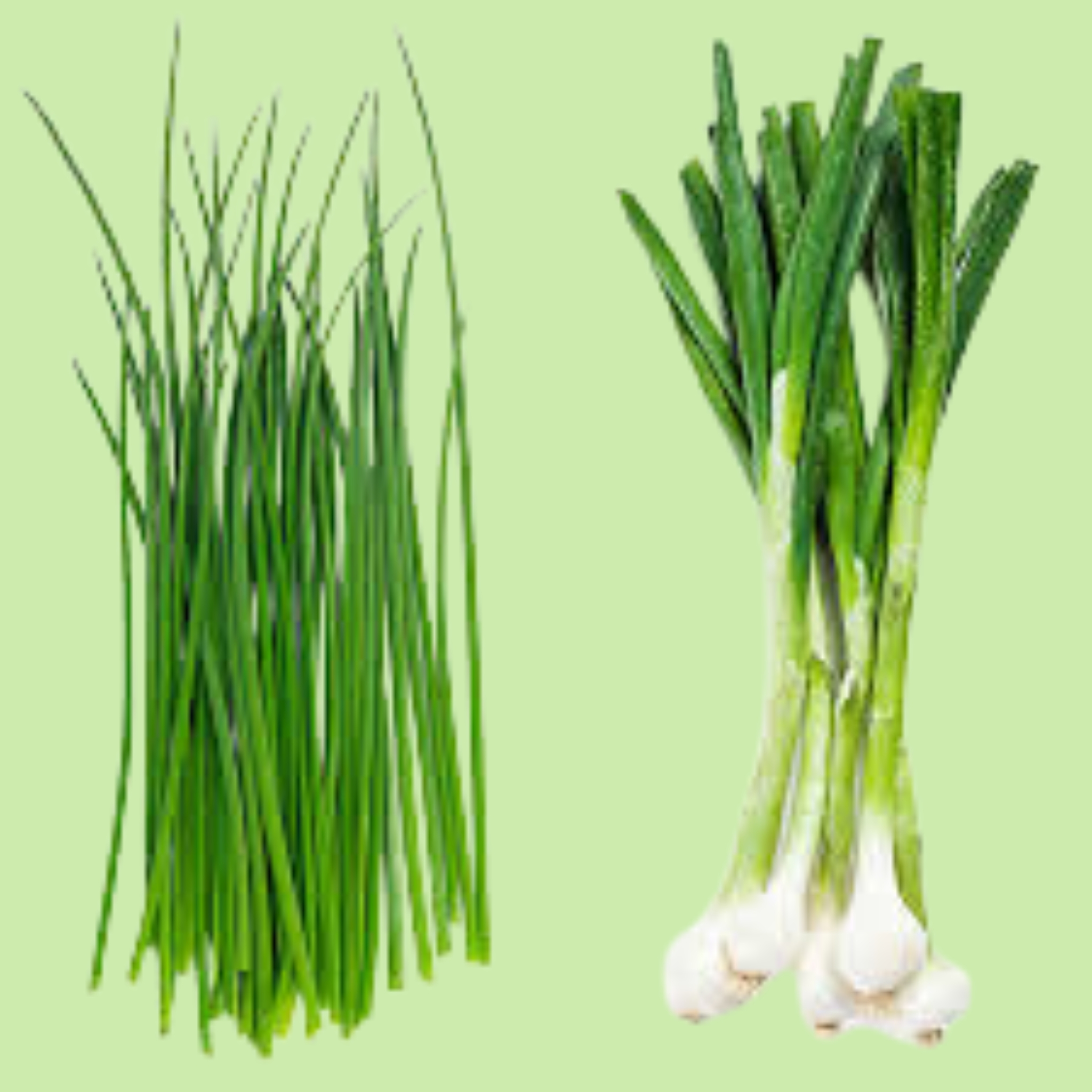 Chives Onion - 10g