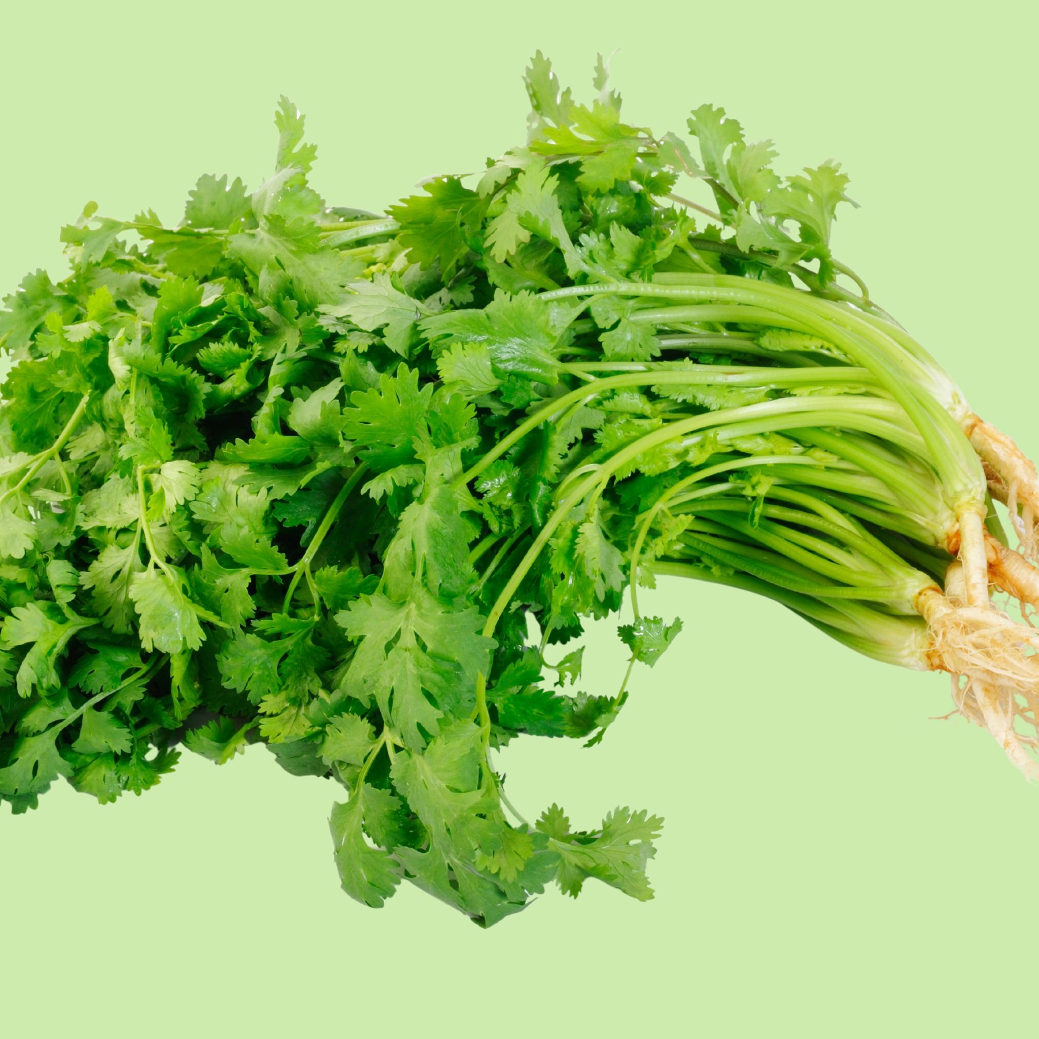 Coriander - 100g