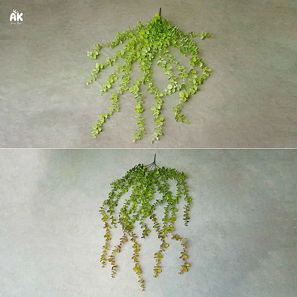 Eucalyptus Hanging
