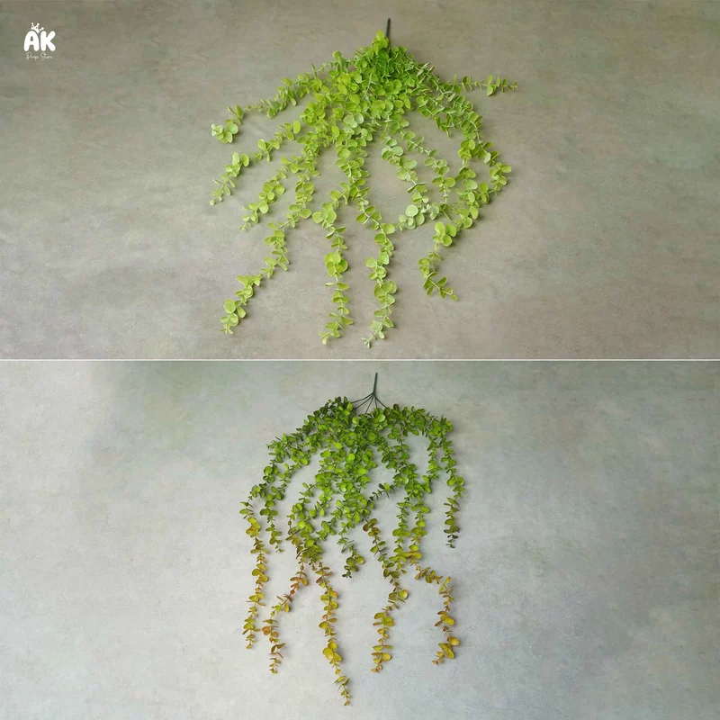 Eucalyptus Hanging