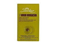 7 MUKHI RUDRAKSHA WITH  CAP-PAUDJWKPJS2015202