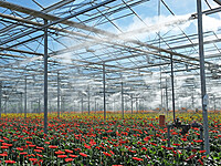 Polyhouse Fogging / Misting System Installation