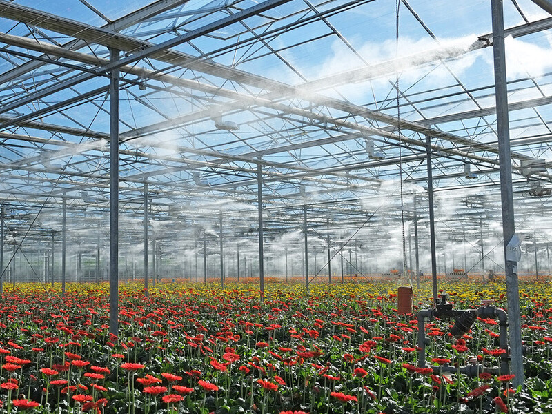 Polyhouse Fogging / Misting System Installation