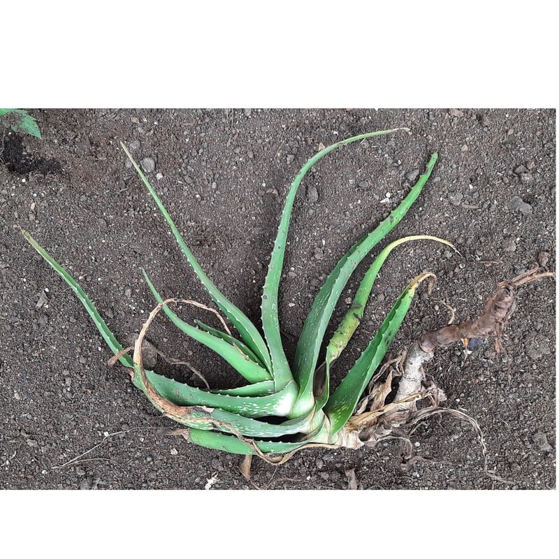 Organic Aloe Vera Live Plant, 100% Natural Aloe Vera plant without pot