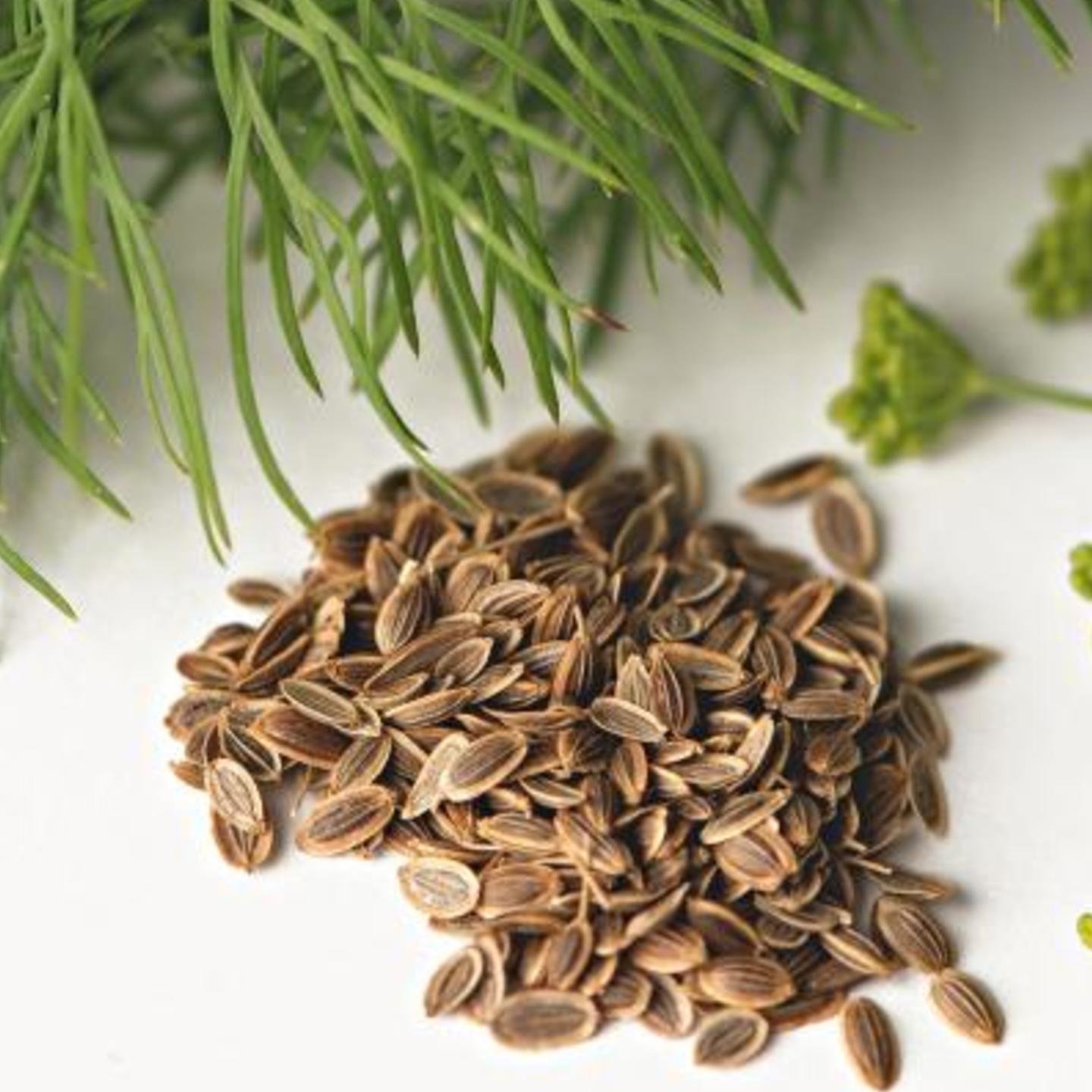 Dill Seeds / Suwa Seeds 100gms