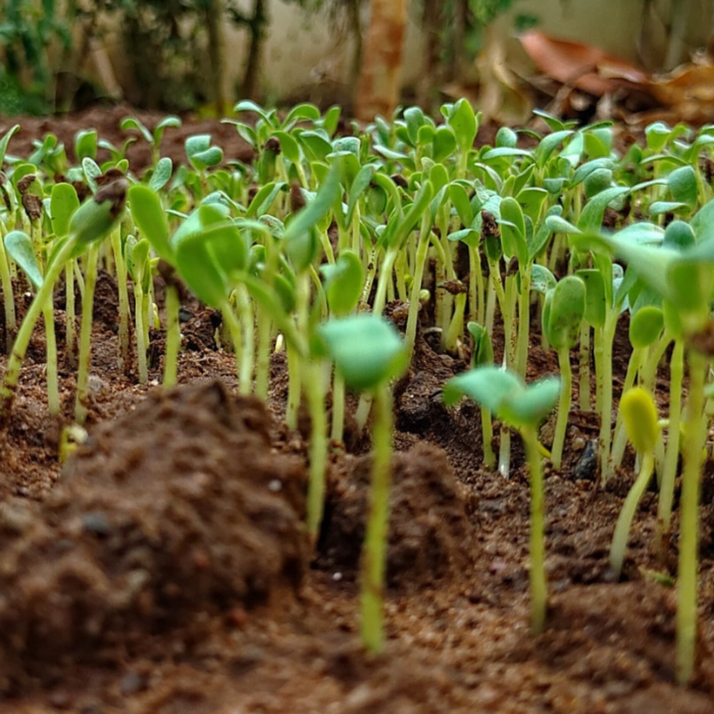 fenugreek seeds మెంతులు Methi dana in 100gms, 500gms, 1kg options