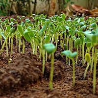 fenugreek seeds మెంతులు Methi dana in 100gms, 500gms, 1kg options