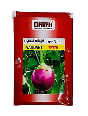 Hybrid Brinjal VARDANT by Dharti Seeds