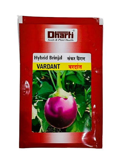 Hybrid Brinjal VARDANT by Dharti Seeds