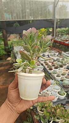 Variegated Lavender Scallops Variegated Lavender Scallops