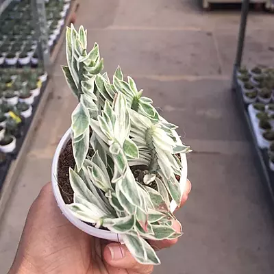 Pedilanthus Variegated