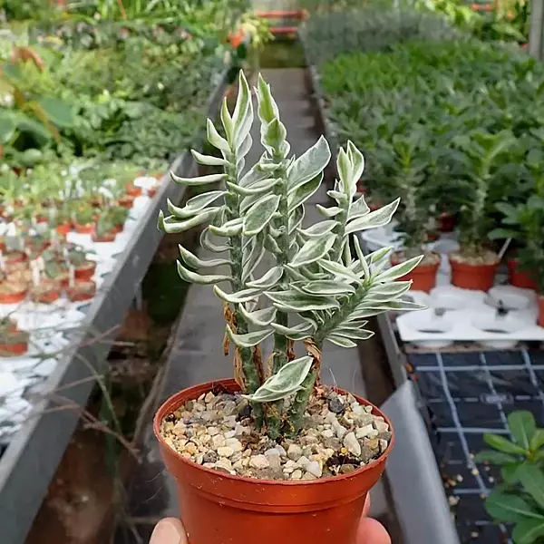 Pedilanthus Variegated