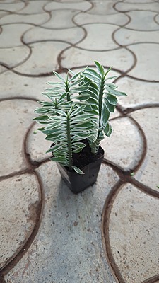 Variegated pedilanthus Variegated pedilanthus