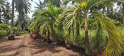 Veitchia Merrillii Golden 3.jpg