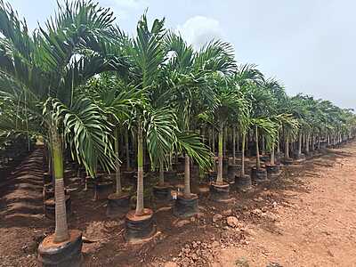 Veitchia Merrillii Green