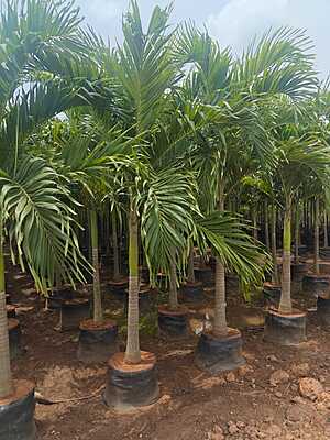 Veitchia Merrillii Green