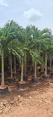 Veitchia Merrillii Gold