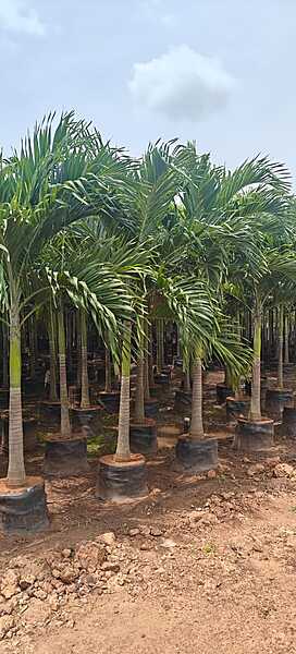 Veitchia Merrillii Gold