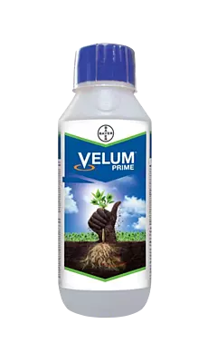 Velume Prime
